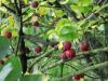 Obstlehrpfad in Hollern-Twielenfleth: 