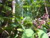 Urwald Koh Chang 13: 