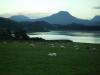 Gairloch : weidende Schafe in Gairloch,
während die Sonne hinter den Bergen am Loch Gairloch untergeht