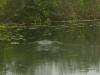 Alligatorfarm: ein vor uns fliehender Alligator am Royal Palm Visitor Center
im Everglades National Park Florida