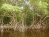 Mangrove: ein besonders hübsches Exemplar von unzähligen Mangroven,
an denen wir im Everglades National Park vorbeifahren