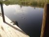 Alligator: vor unserer Fahrt mit Armandos Airboat durch die Everglades, Florida
wirft ein Alligator einen hungrigen Blick auf Viktor und mich