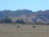 Hearst Castle: in der Nähe von San Simeon ist vom Highway 1 aus das Hearst Castle zu sehen,
das hoch auf einer Bergkuppe mit Blick zum Pazifischen Ozean thront