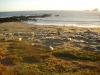 Piedras Blancas Rookery: wir sehen die größte See-Elefantenkolonie Kaliforniens
am Point Piedras Blancas, direkt an der Pazifikküste und am Highway 1