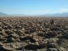 Mama auf Devils Golf Course : Mama (Katy) inmitten von zerklüfteten und spitzen Salzstrukturen,
die Devil’s Golf Course genannt werden und im Death Valley National Park liegen