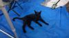 Katze: 
