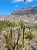 Kakteenvegetation: Kakteenvegetation