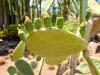 Cactualdea Park: Cactualdea Park