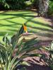 Paradiesvogelblume: Paradiesvogelblume