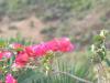 Blumen Treffpunkt : 