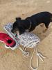 Hund: 