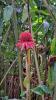 Martinique B2: Porzellanrose