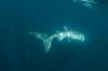 Whaleshark1: 