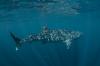 Whaleshark5: 