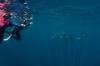 Ich und der Whaleshark: Ich und der Walhai